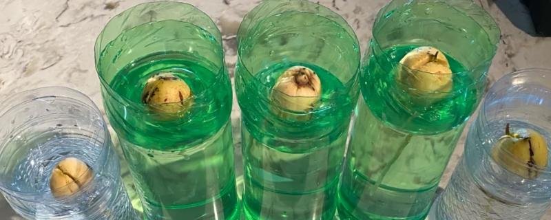 牛油果核怎么水培，每隔5天换一次水