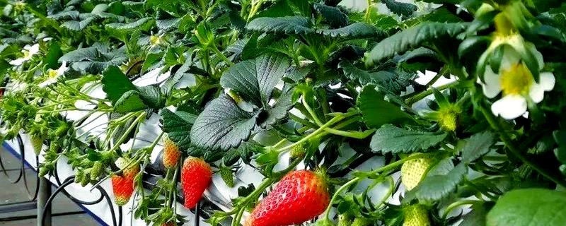草莓花期怎么管理，土壤含水量保持在80%以上