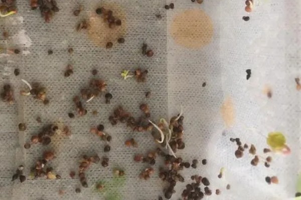 菠菜的催芽方法,将种子放在凉水种浸泡24小时