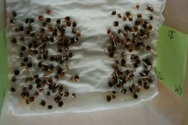 菠菜的催芽方法,将种子放在凉水种浸泡24小时