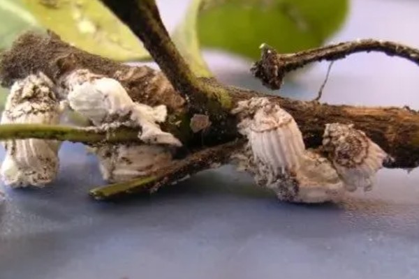 海桐吹绵蚧雄虫的外形特点,身体呈椭圆形