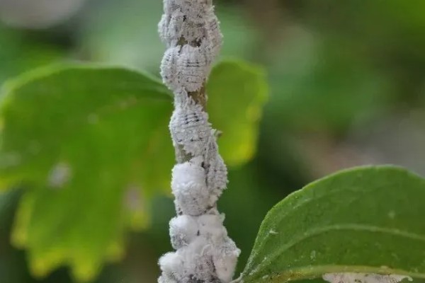 海桐吹绵蚧雄虫的外形特点,身体呈椭圆形