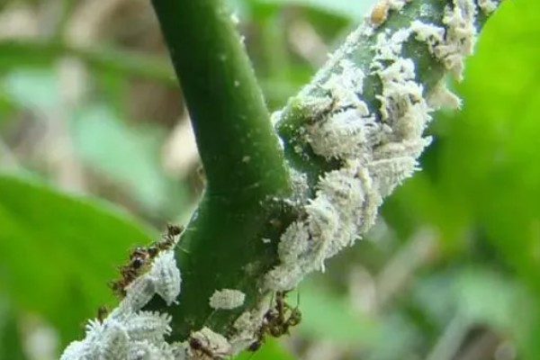 海桐吹绵蚧雄虫的外形特点,身体呈椭圆形