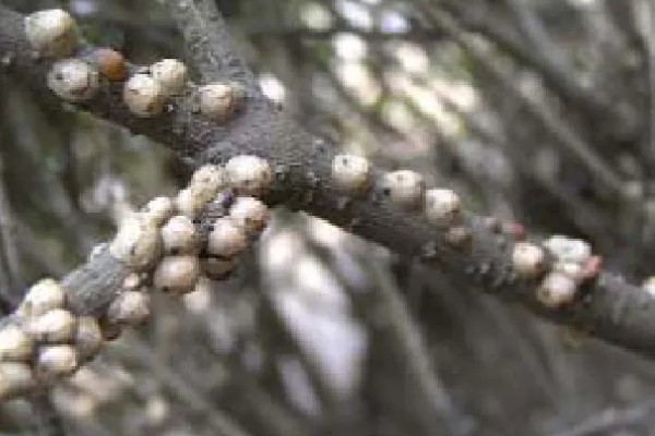 海桐吹绵蚧雄虫的外形特点,身体呈椭圆形