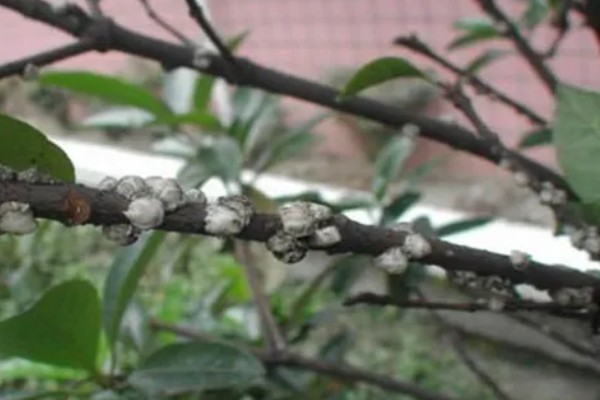 海桐吹绵蚧雄虫的外形特点,身体呈椭圆形