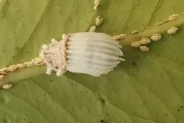 海桐吹绵蚧雄虫的外形特点,身体呈椭圆形