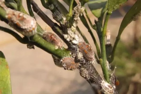 海桐吹绵蚧雄虫的外形特点,身体呈椭圆形