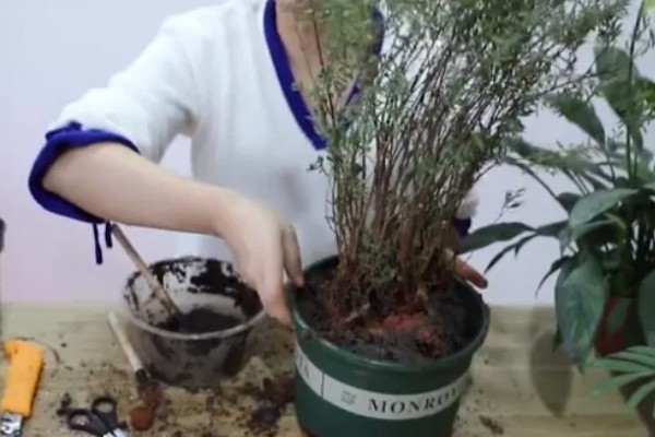 满天星要不要水插,插在水中可以保鲜