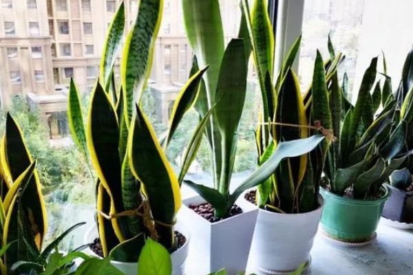虎皮兰怕不怕冷,虎皮兰是非常怕冷的
