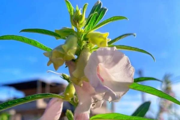 芝麻的施肥时间,苗期和现蕾期都可以追施氮肥