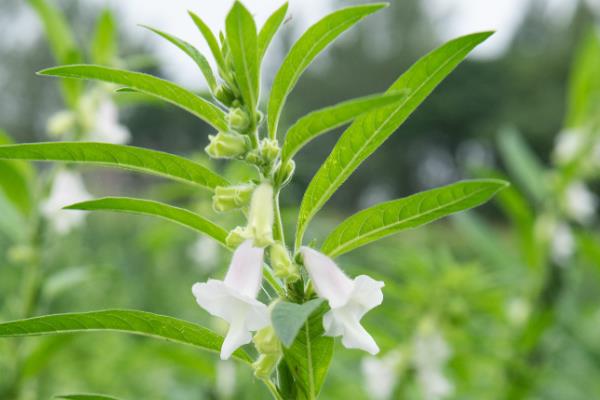 芝麻的施肥时间,苗期和现蕾期都可以追施氮肥