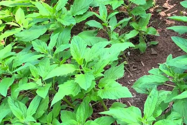 芝麻的施肥时间,苗期和现蕾期都可以追施氮肥