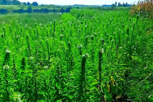 芝麻的施肥时间,苗期和现蕾期都可以追施氮肥