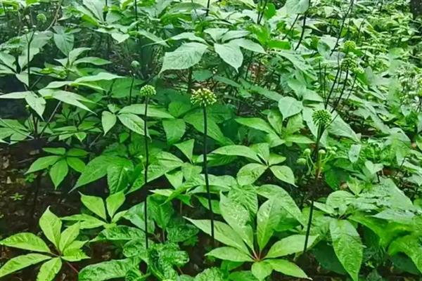 三七怎么施肥,一年追施2-3次农家肥