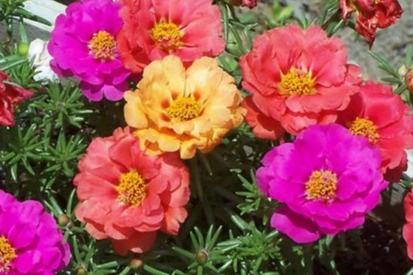 太阳花有什么特点,其花期很长