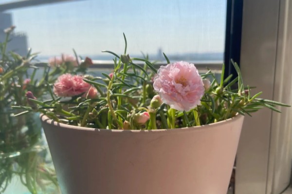 太阳花有什么特点,其花期很长