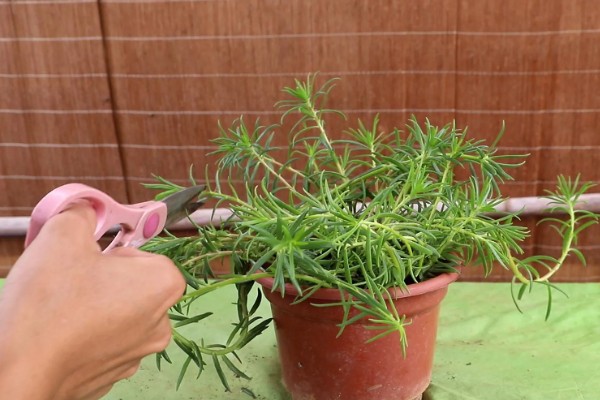 太阳花有什么特点,其花期很长