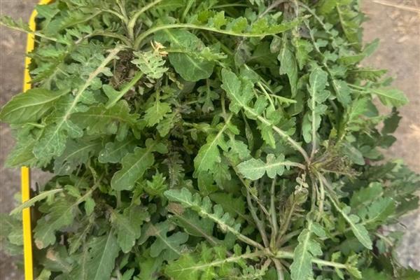需要焯水的蔬菜,常见香椿、菠菜等品种