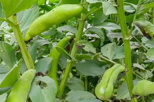需要焯水的蔬菜,常见香椿、菠菜等品种