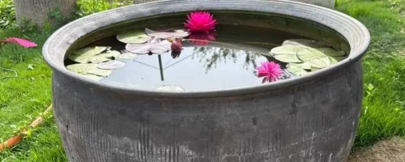 庭院鱼缸冬季如何越冬，埋在土壤中可以保暖