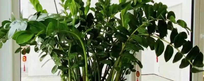 植物的呼吸方法，氧气通过体表的小孔和薄膜进入内部