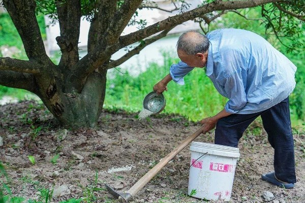 杨梅树叶子变褐掉落如何处理，剪除发病部位并涂抹多菌灵