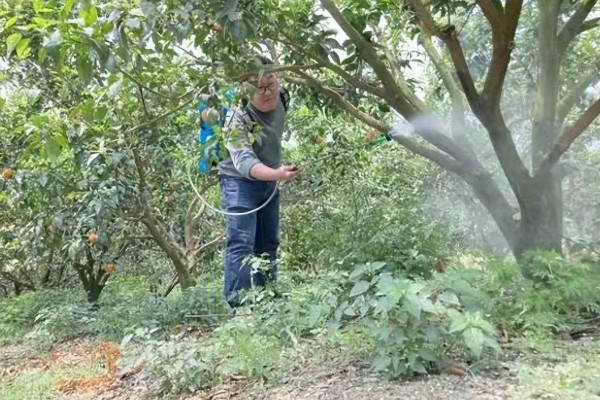 杨梅树叶子变褐掉落如何处理，剪除发病部位并涂抹多菌灵