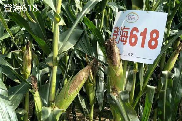 让玉米高产的方法,土壤肥力高可以密植