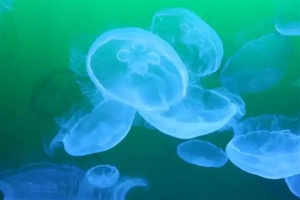 水母有没有毒,大多数品种有毒