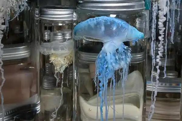水母有没有毒,大多数品种有毒