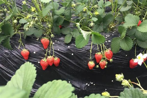 草莓花期怎么管理,土壤含水量保持在80%以上