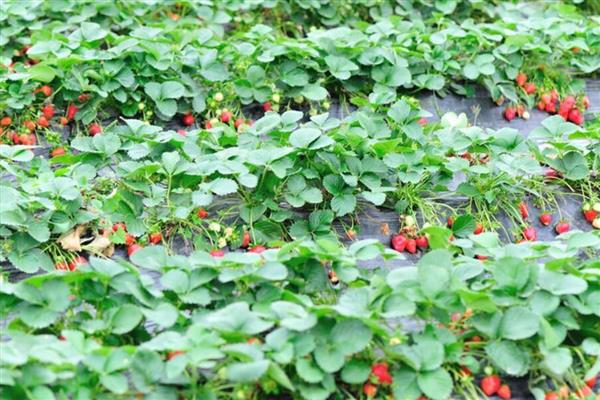 草莓花期怎么管理,土壤含水量保持在80%以上