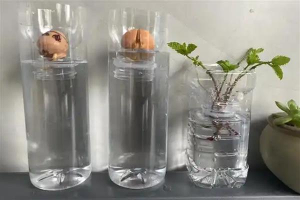 牛油果核怎么水培,每隔5天换一次水