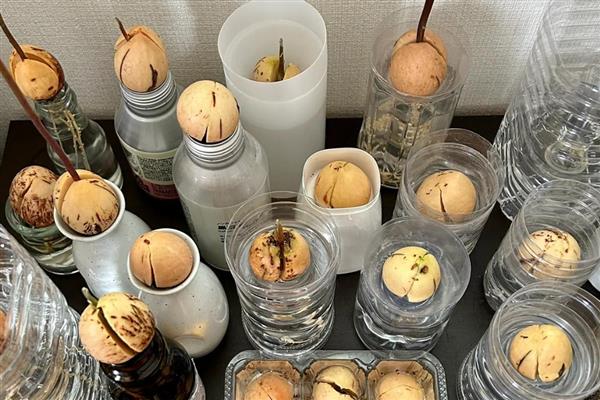 牛油果核怎么水培,每隔5天换一次水