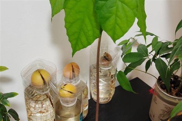 牛油果核怎么水培,每隔5天换一次水