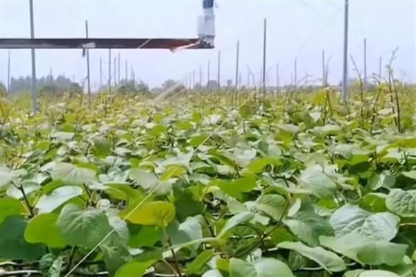 猕猴桃怎么种植,初花期和盛花期喷施叶面肥