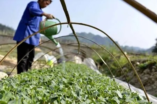 西瓜苗黄叶卷叶如何解决，缺少水分时要向根部浇透水