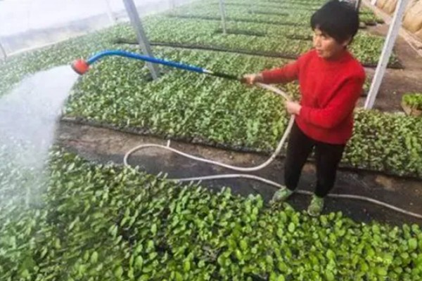 西瓜苗黄叶卷叶如何解决，缺少水分时要向根部浇透水