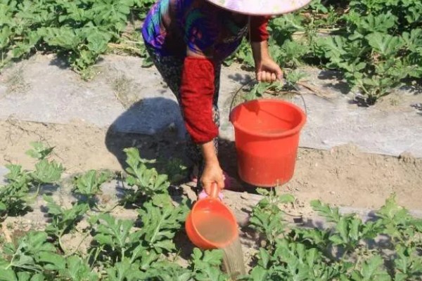 西瓜苗黄叶卷叶如何解决，缺少水分时要向根部浇透水