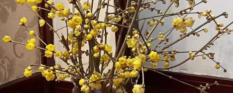 腊梅怎么水养，每隔5-7天换一次水