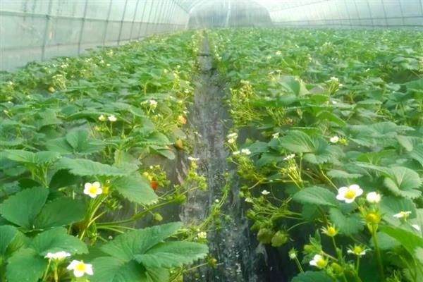 草莓花期怎么管理,土壤含水量保持在80%以上