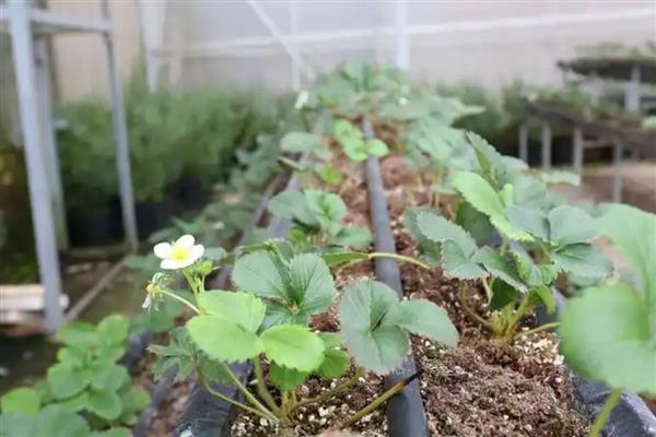 草莓花期怎么管理,土壤含水量保持在80%以上