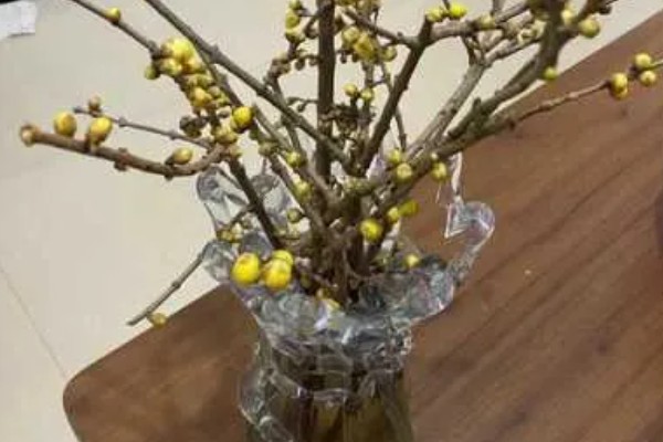 腊梅怎么水养，每隔5-7天换一次水