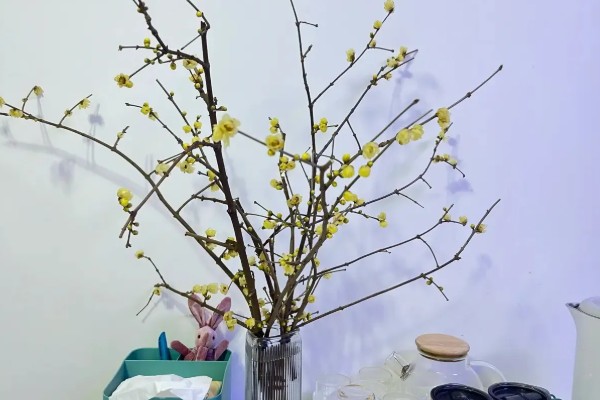 腊梅怎么水养，每隔5-7天换一次水