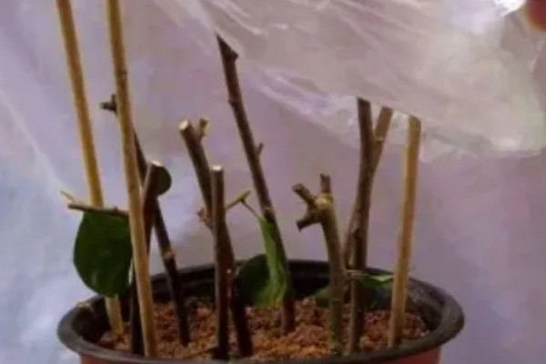腊梅怎么水养，每隔5-7天换一次水