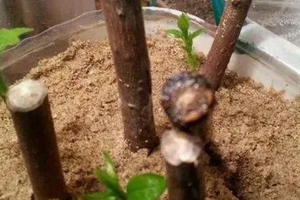腊梅怎么水养，每隔5-7天换一次水