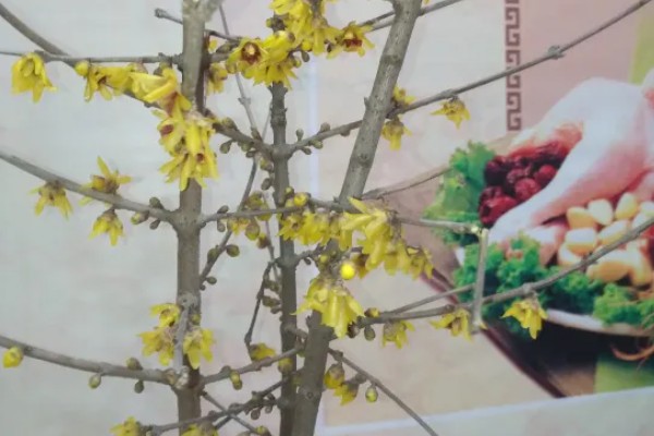 腊梅怎么水养，每隔5-7天换一次水