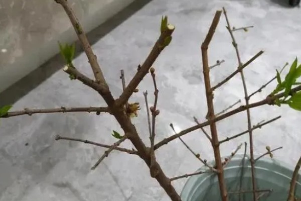 腊梅怎么水养，每隔5-7天换一次水