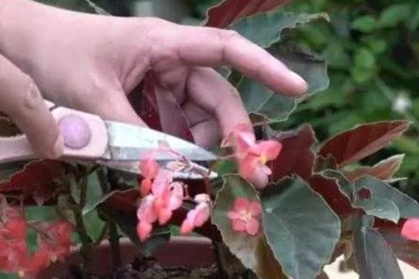 大叶海棠的泡根方法，叶柄和根系都要浸没1厘米左右