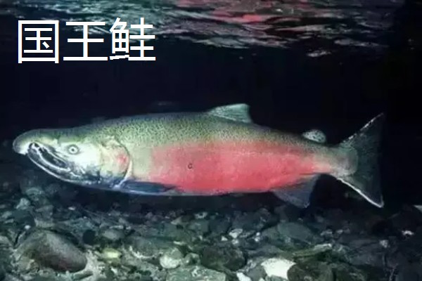 鲑鱼会在哪种河流中栖息,喜欢水质澄清、无污染的河道